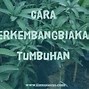 Contoh Perkembangbiakan Stolon